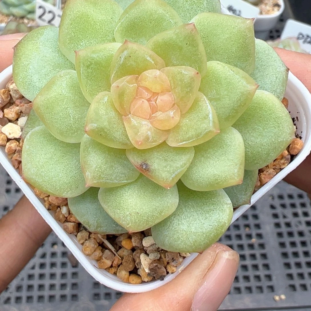 146号风花雪月系列有伤