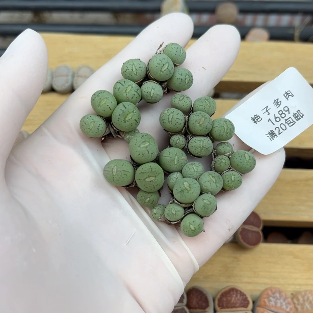 1689号一首小肉锥