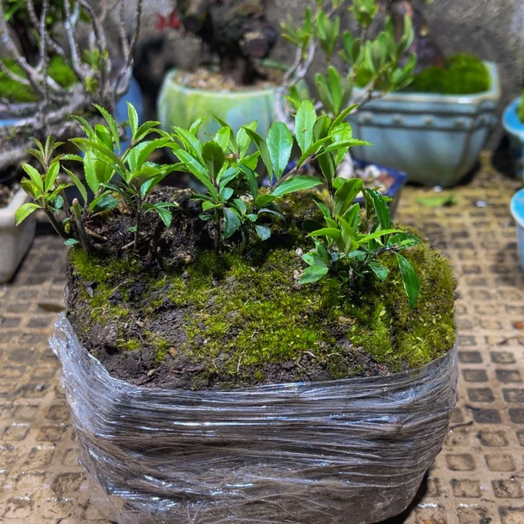 阿***亮当前无花朵，栽培后可花朵