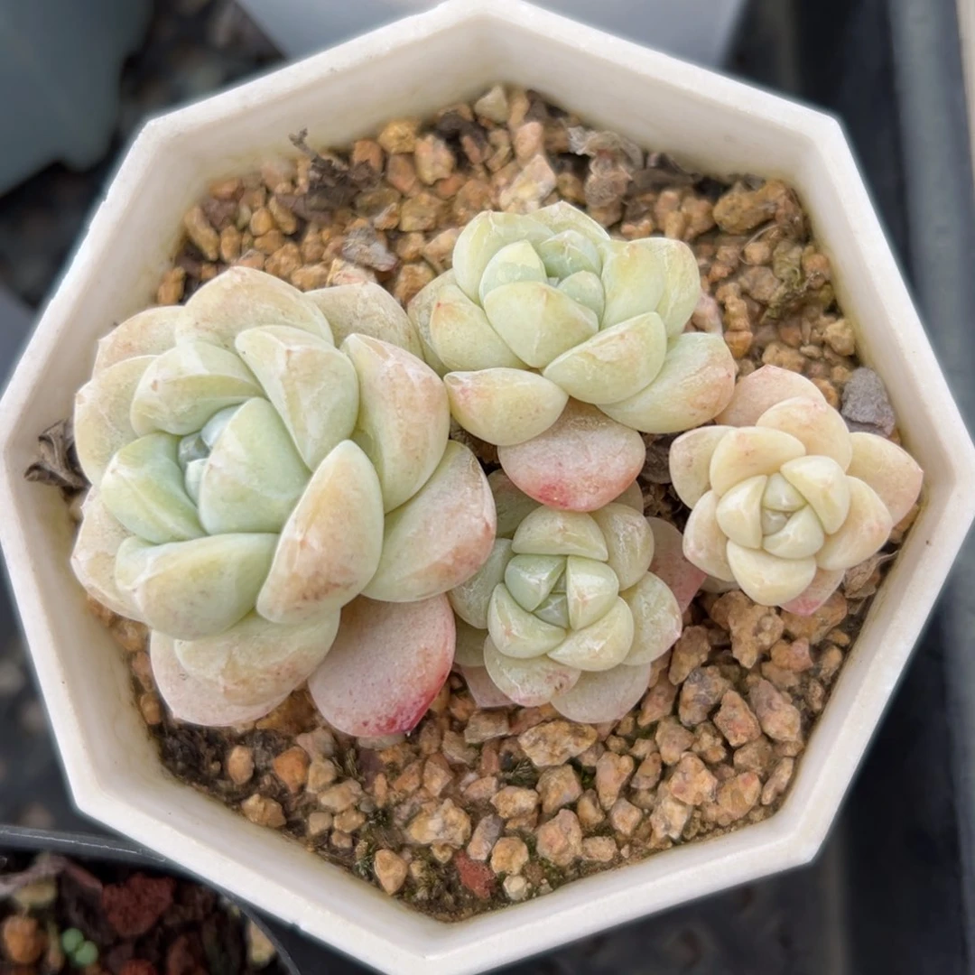 冰玉精控多肉一物一拍