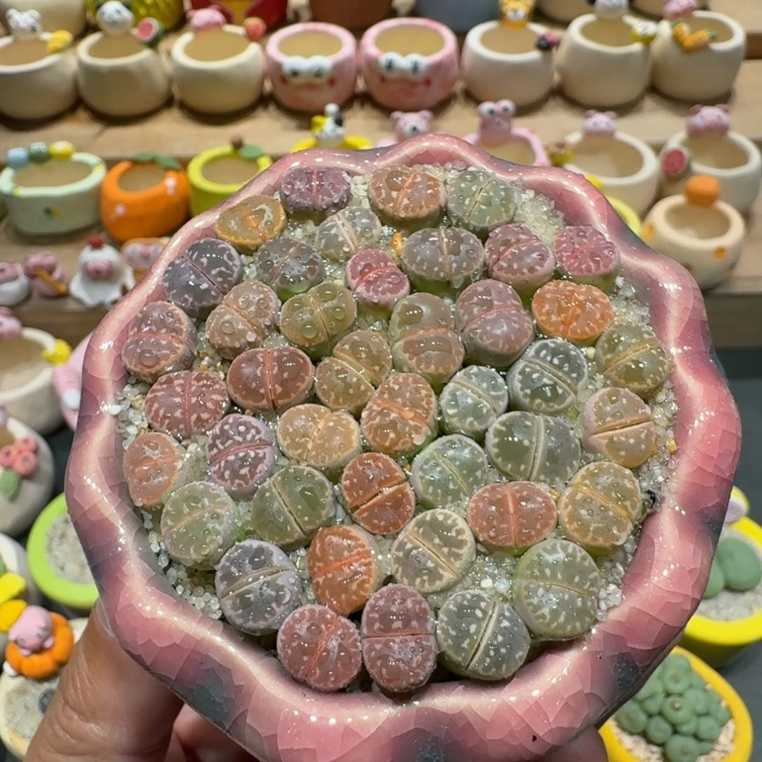 蘑菇1210橄榄多肉植物