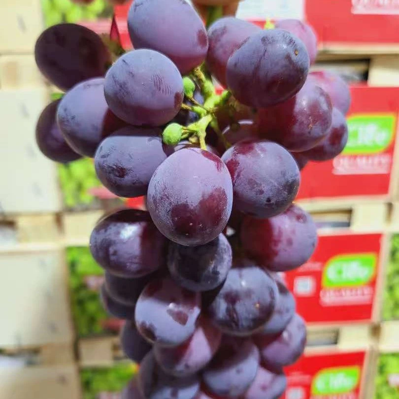 智利红无核葡萄500克   无籽葡萄 纯甜葡萄同城送