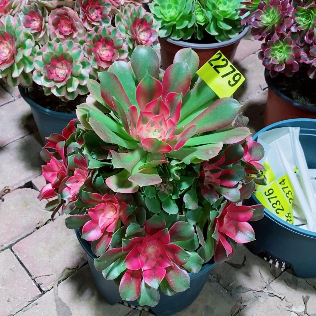 +***香妃多肉植物2279