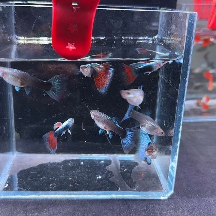 孔雀鱼207号，10条