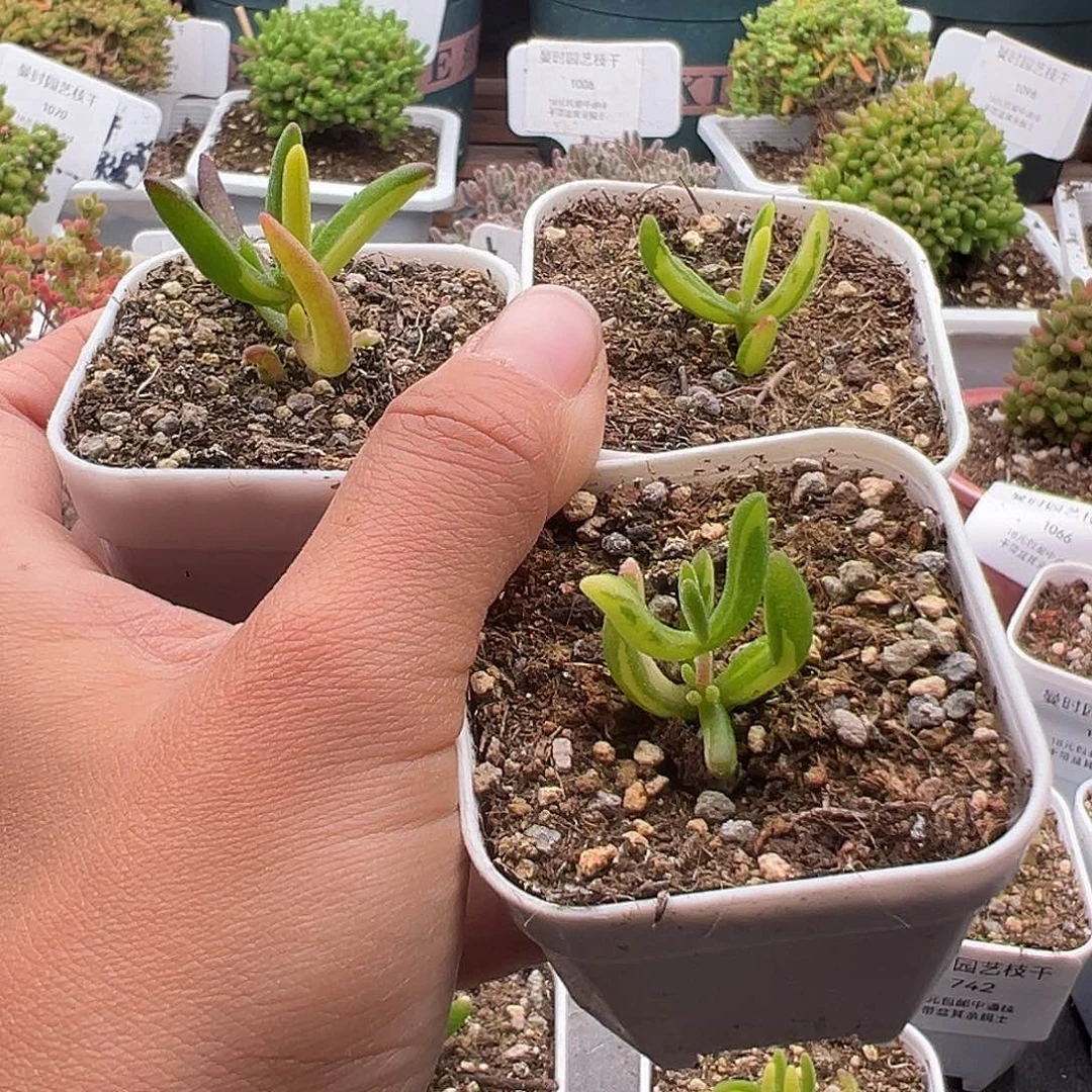 蔡*抱1076号香蕉锦1.1多肉