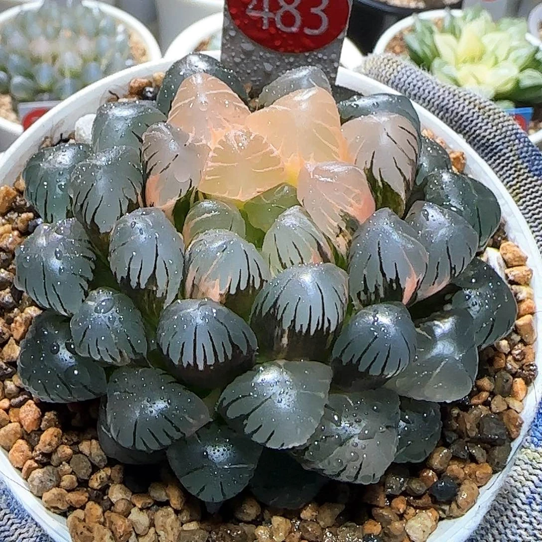 483号大窗冰灯玉露锦 7 厘米左右一物一拍带盆发货