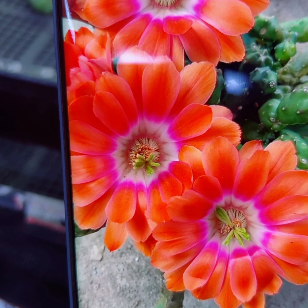 下6橘色水仙软歪无根侧芽3公分左右20包邮