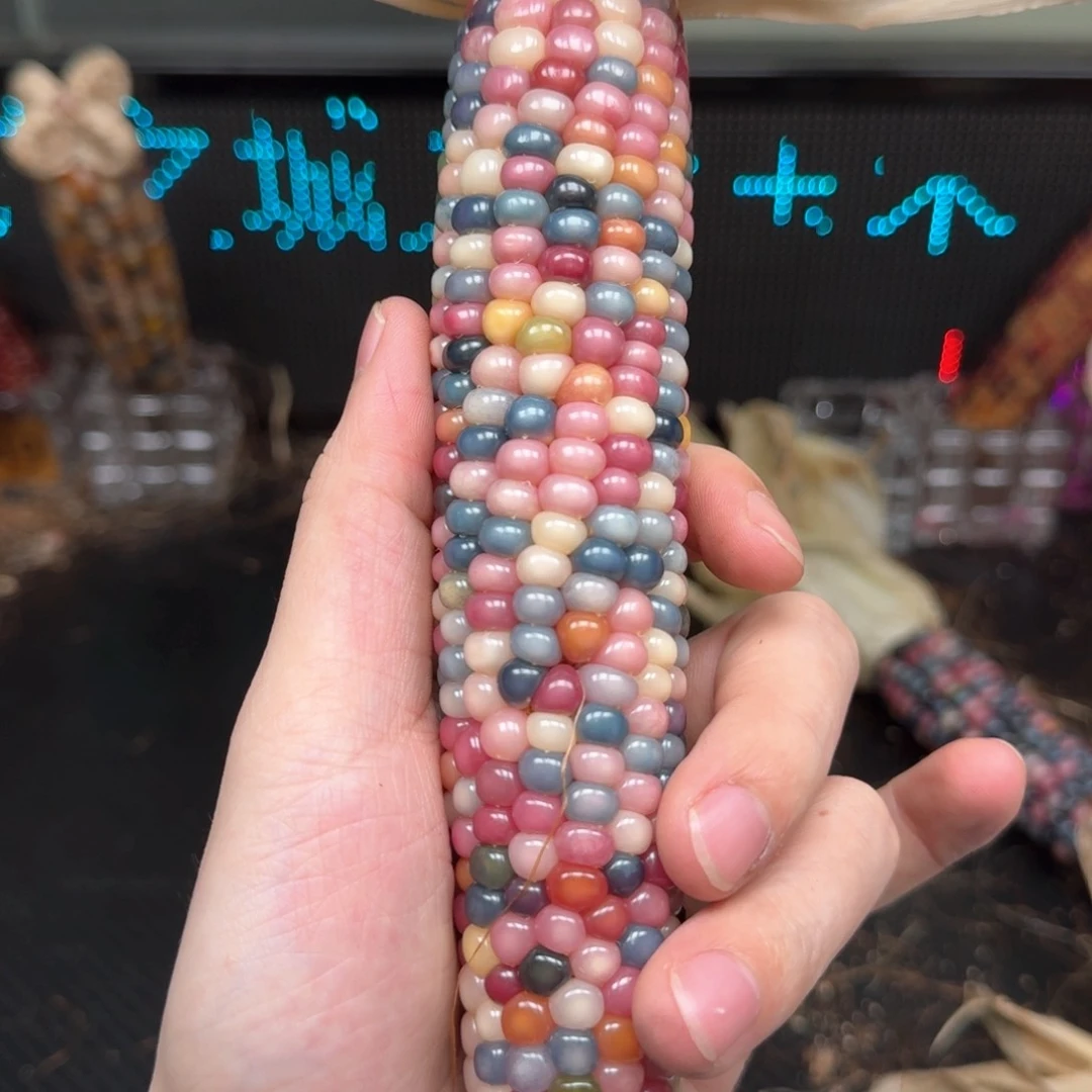 柏香籽/百香籽吊坠柚***檬