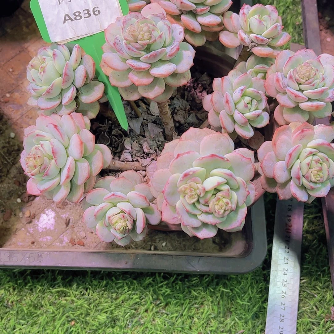 宁***蓝香草Ａ836号一物一拍