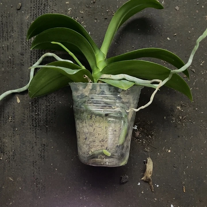 当前无花栽培后可以开花金树一代微瑕疵