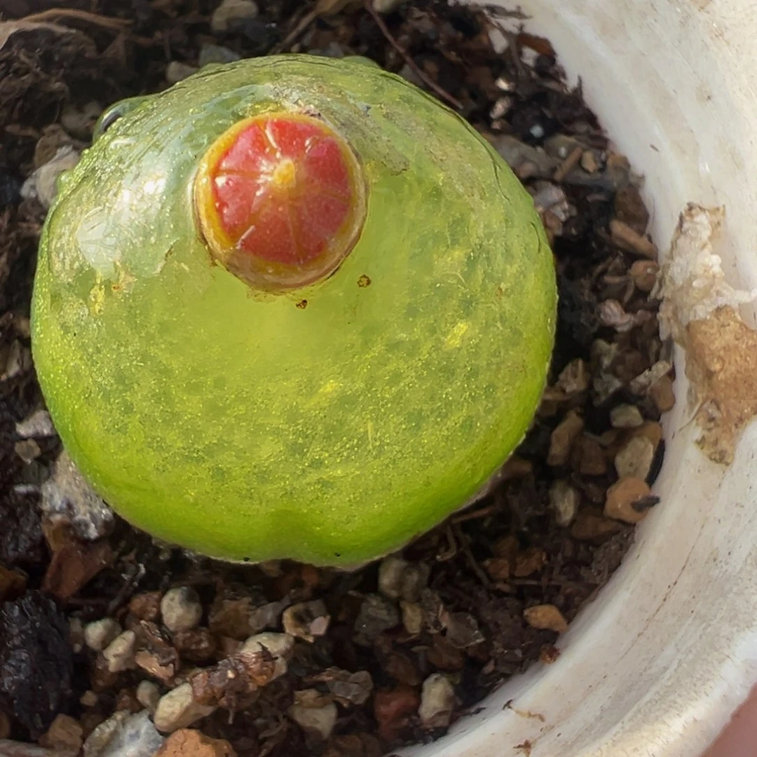 母本灯泡多肉植物百科