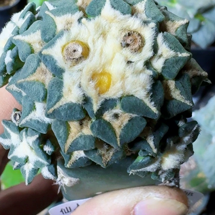 无花朵苗接姬牡丹601