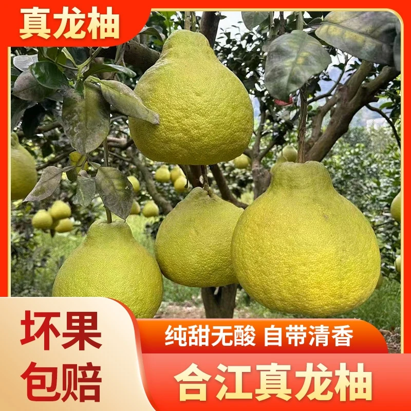 四川泸州合江真龙柚赤水河畔纯天然老树纯甜无酸新鲜柚子白心柚