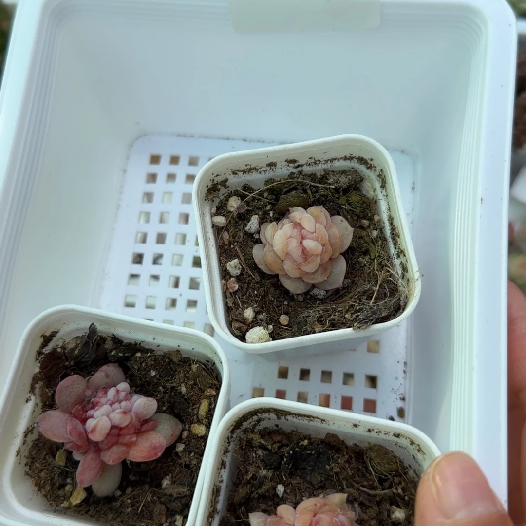 快***）652号王者锥化三颗