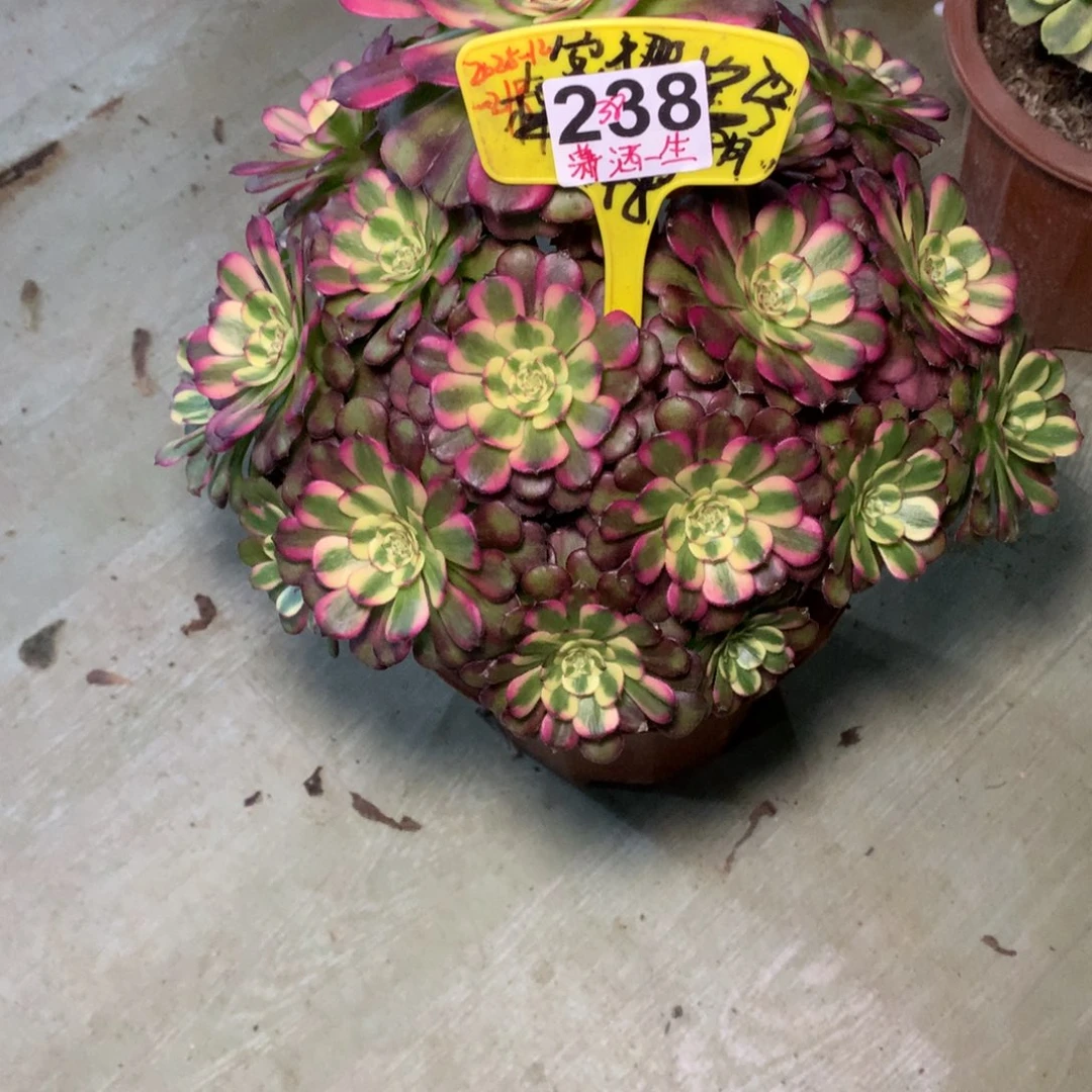 潇***生维纳斯238法师寄养380000