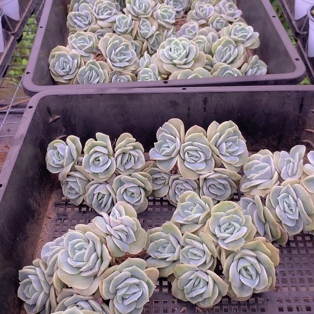 平头可爱玫瑰群23467899000