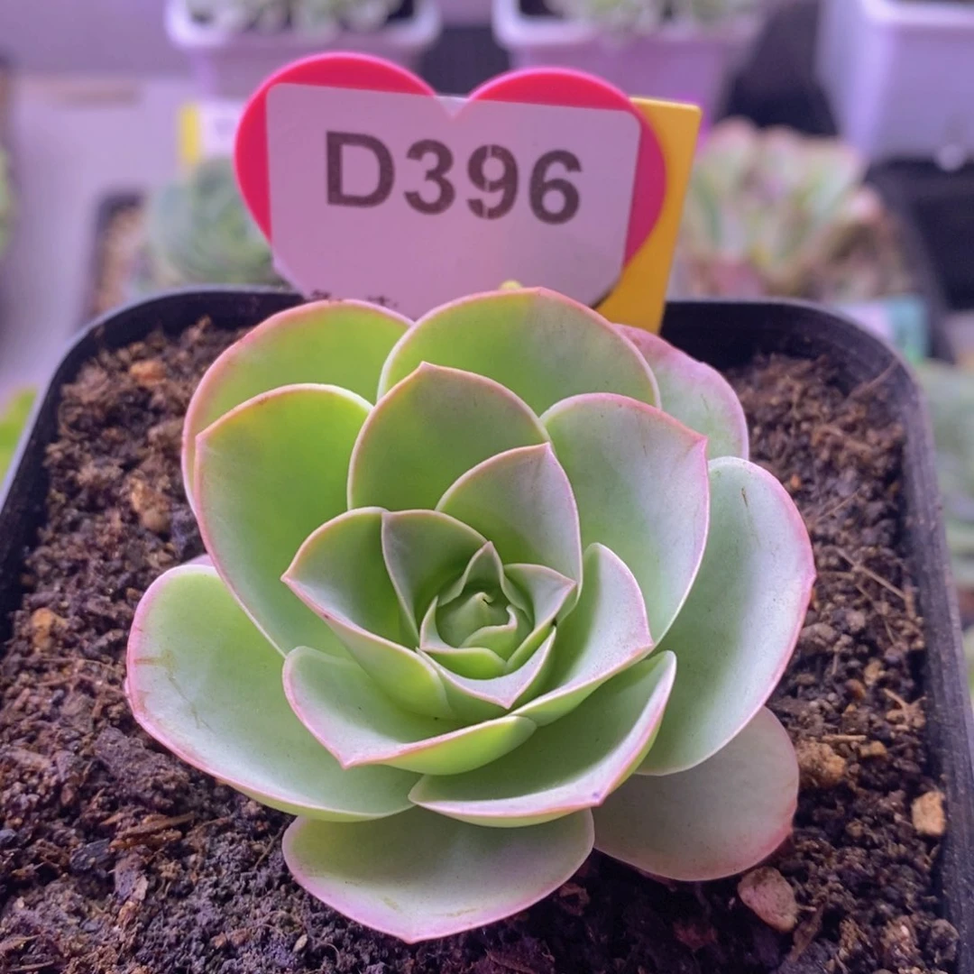 绮梦玫瑰一物一拍D396