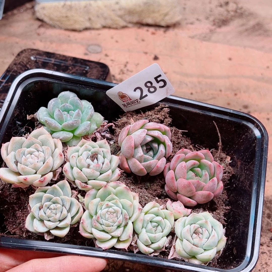 多肉植物多肉植物