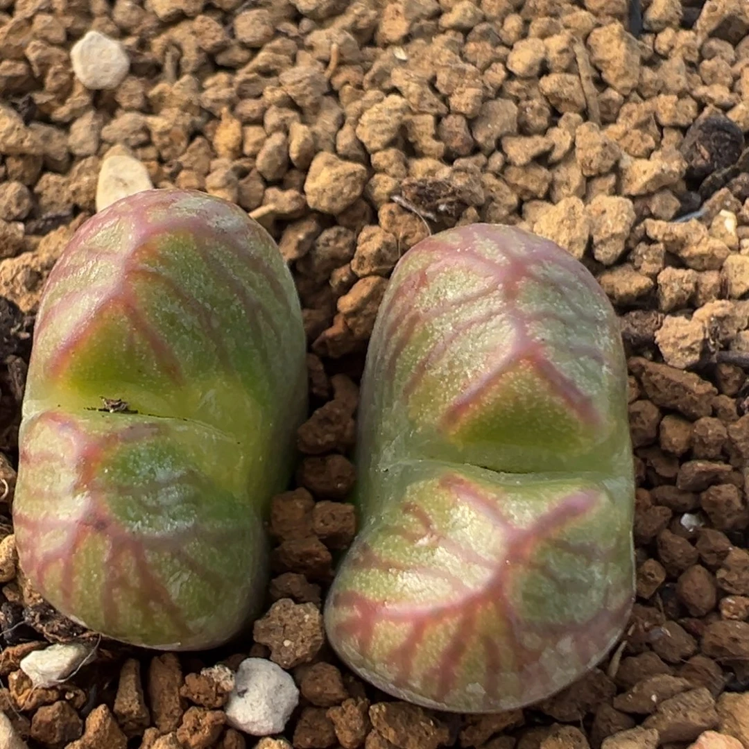 93多肉植物百科植物