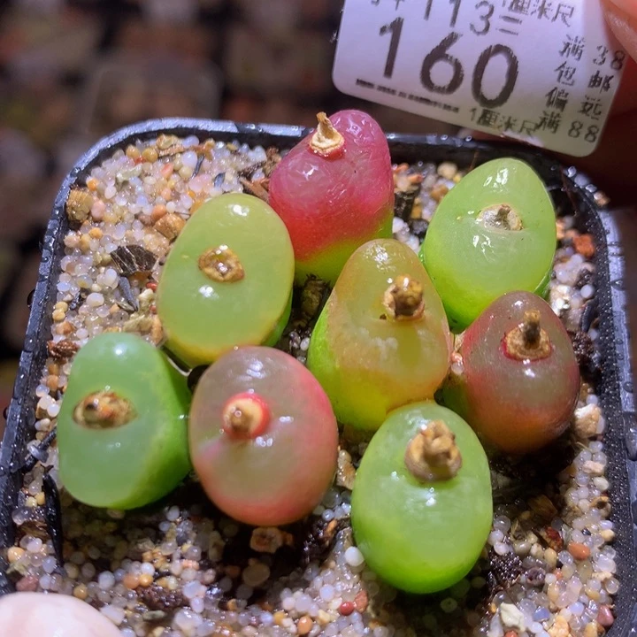 精品生石花113.160