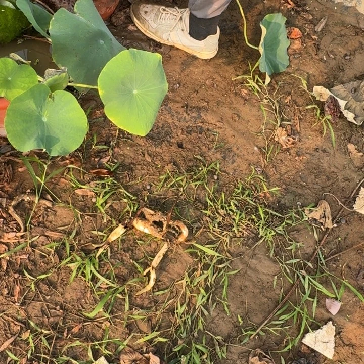 幸****无花朵荷花种藕黄埔恋哥一支