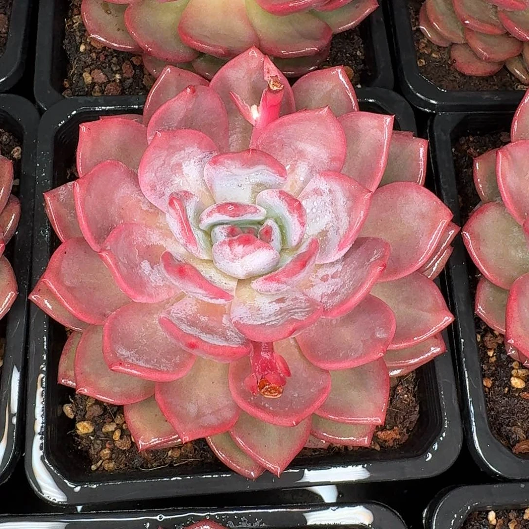 从前慢花园多肉编号单头爱丽儿