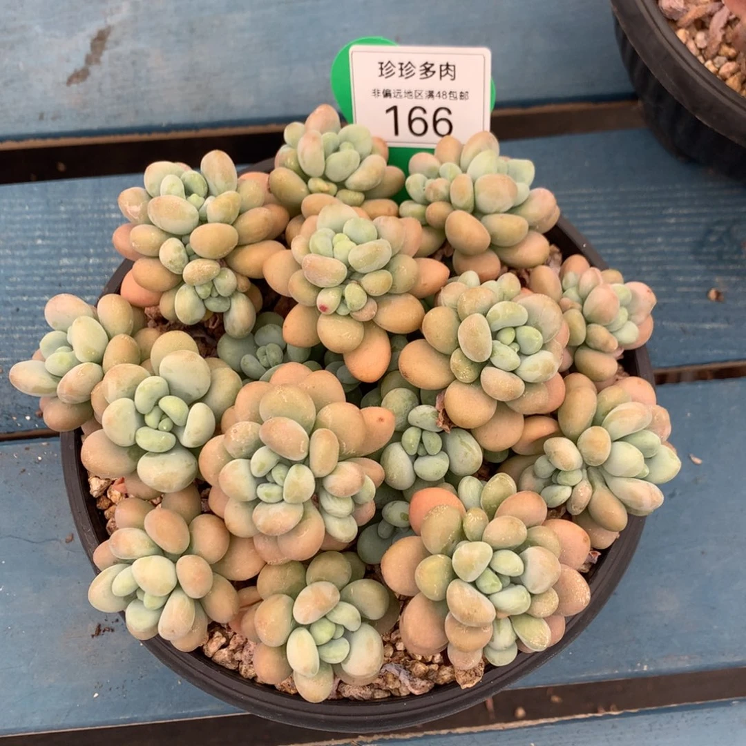 小***羊达芙妮老桩无砍平头166