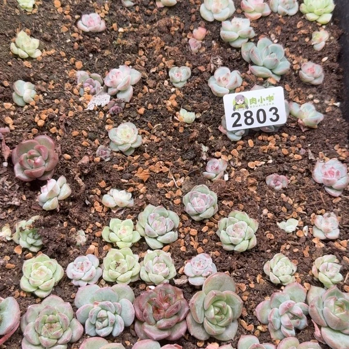 泡***x多肉植物多肉植物