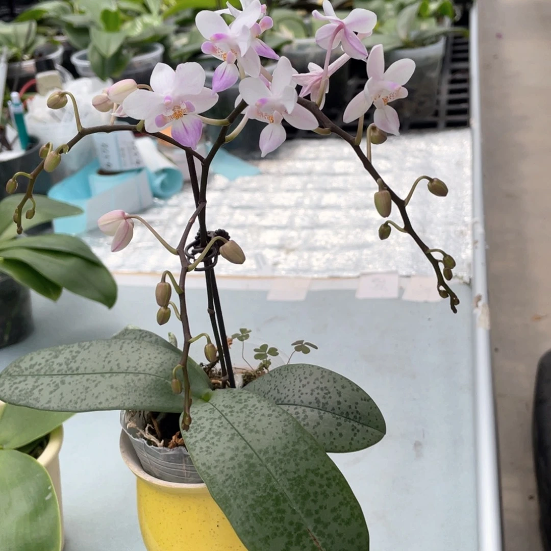 大部分花苞少量开放（2.5樱花雨开花