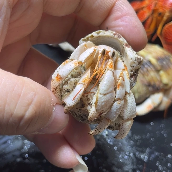 闪6号毛球2.0口径