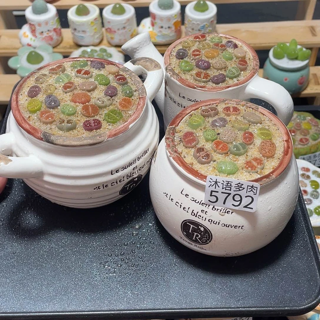 带盆土植物 一物一拍5792