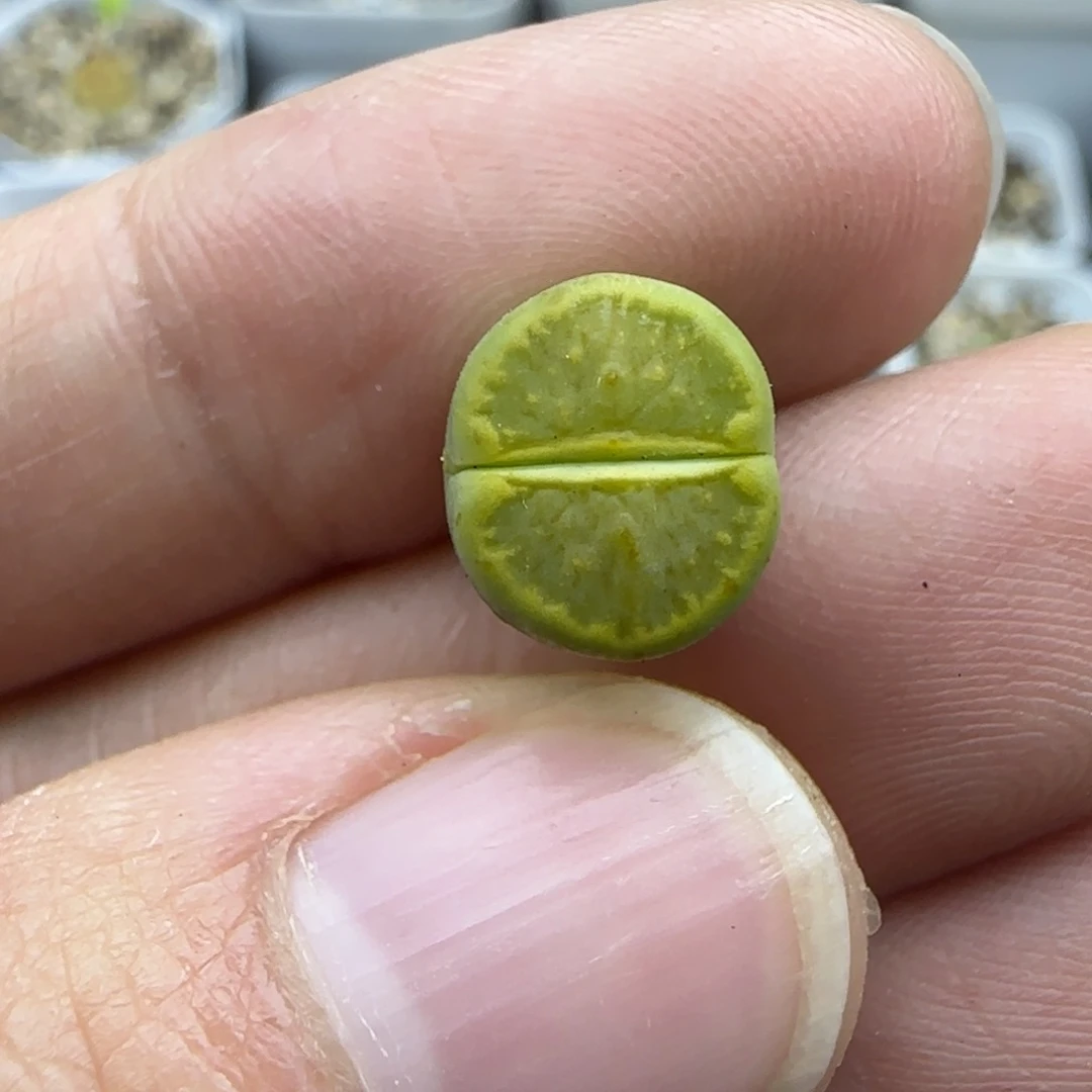 903 清框福利30包邮