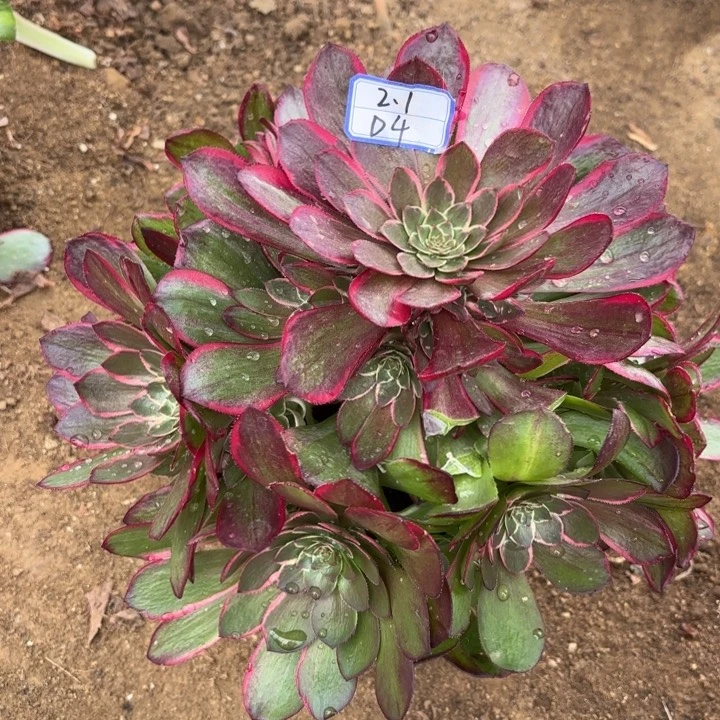 粉花妖多肉断枝不包4