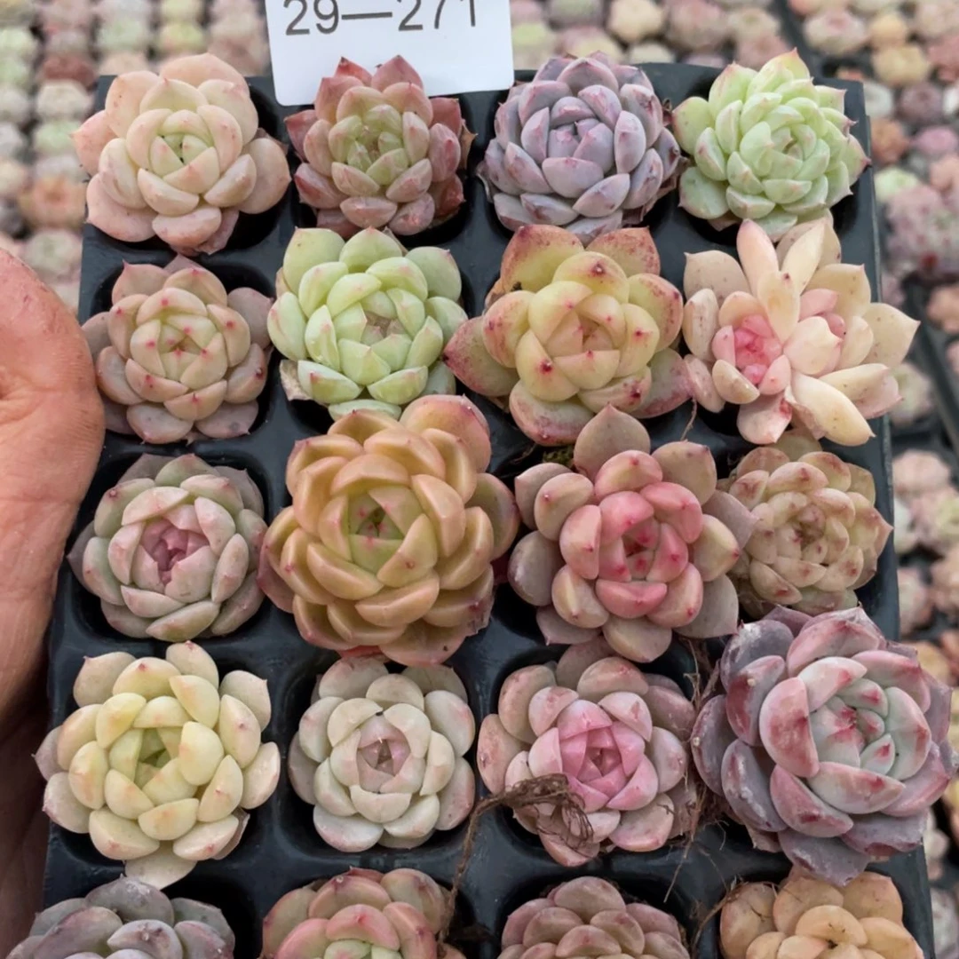 一物一拍20棵小苗29-271