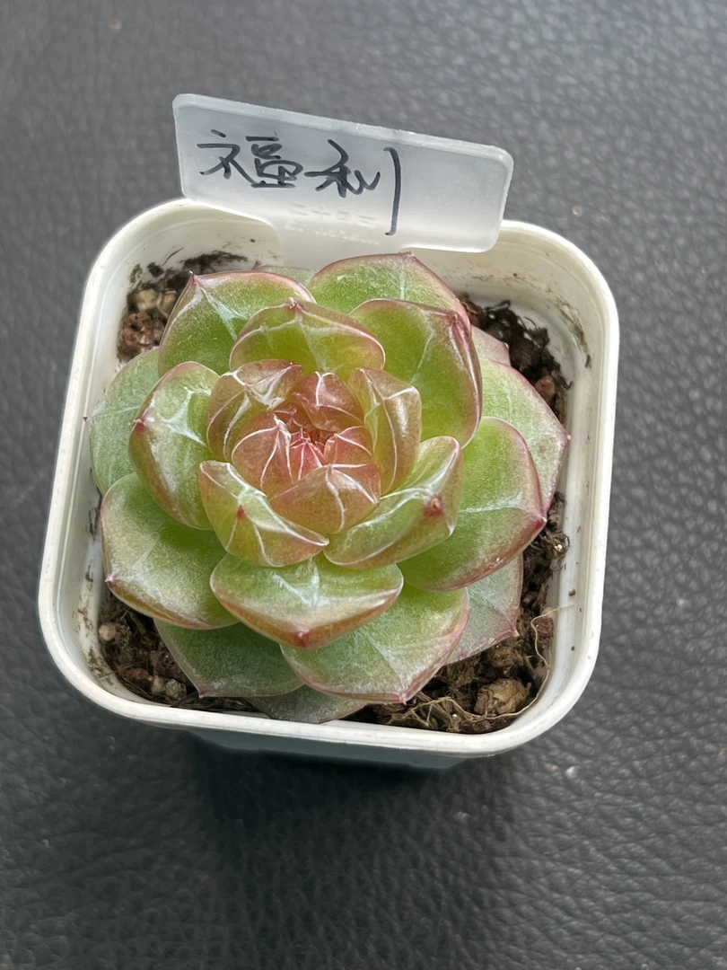 新品开播福利可以拍