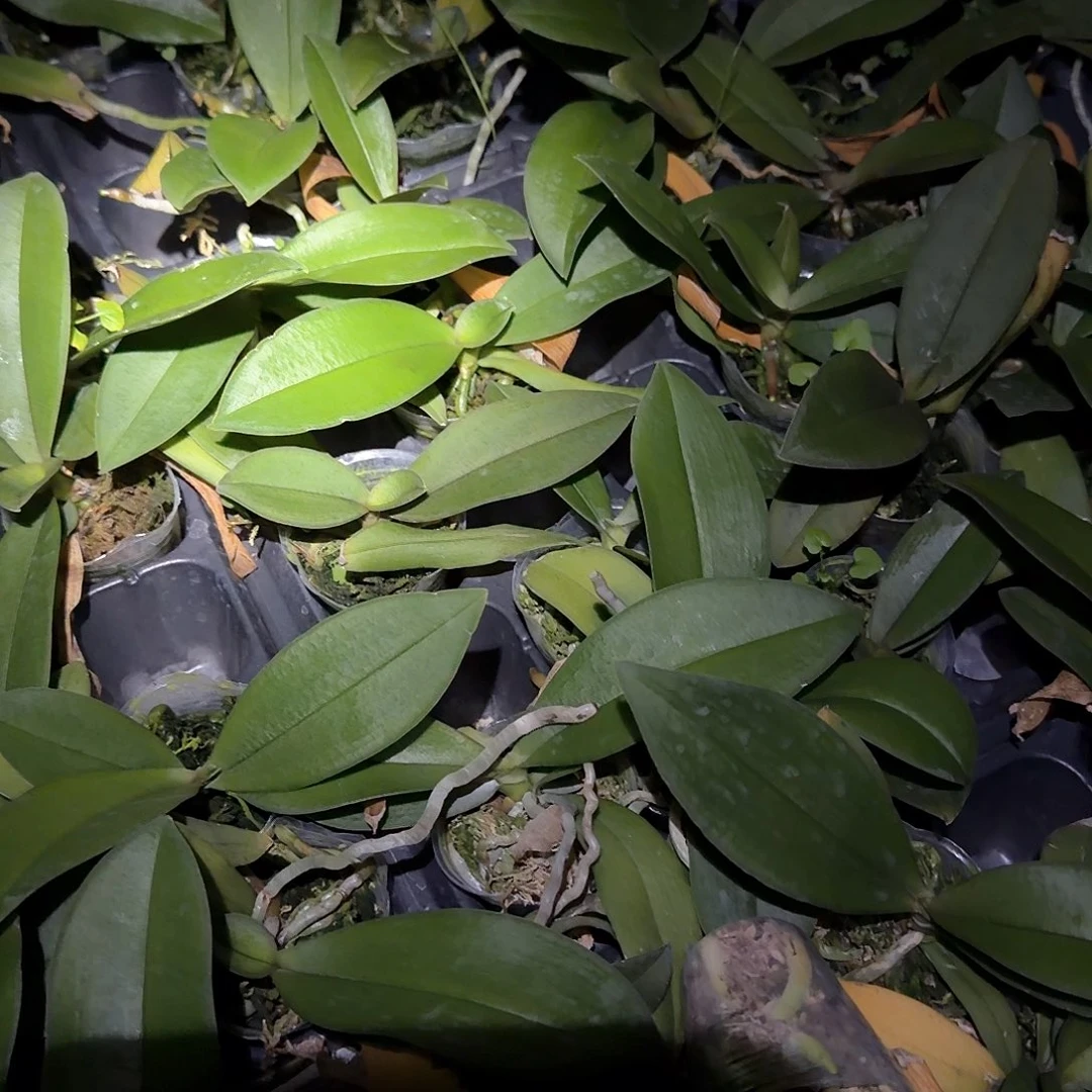 无花朵1.7寸贝瑞王子2颗