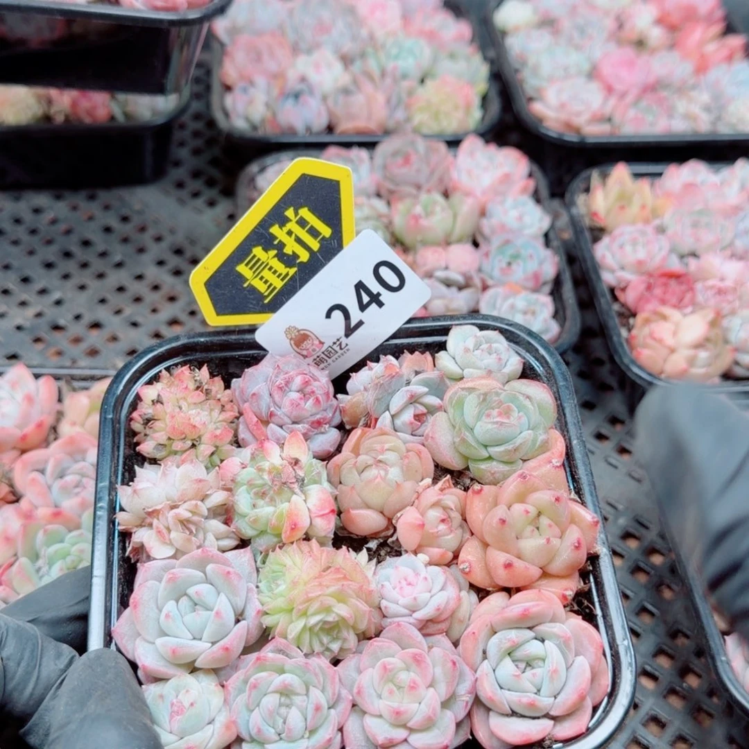 多肉植物多肉植物