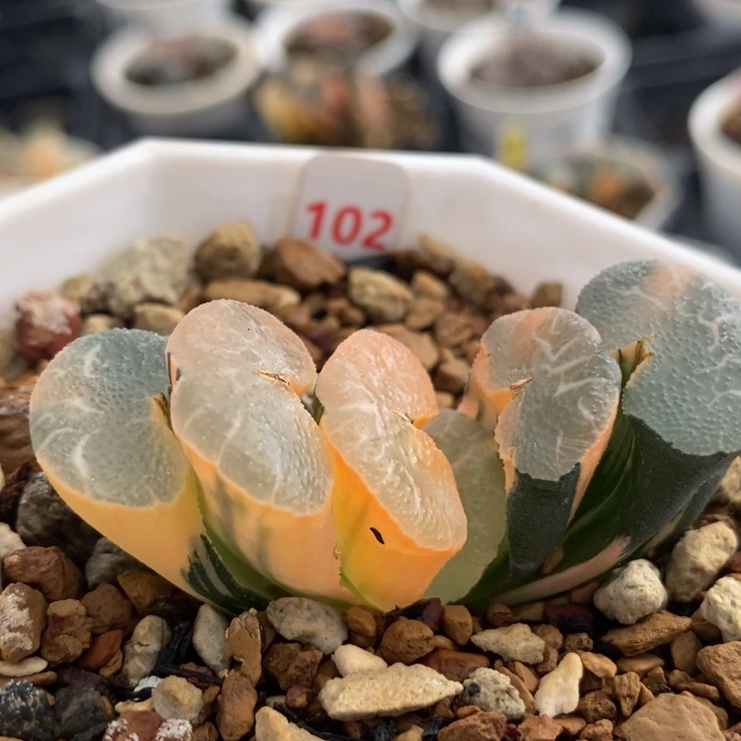 102大绳玉扇锦一物一拍