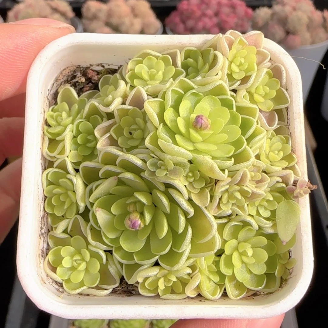 多肉0101-175捕虫堇