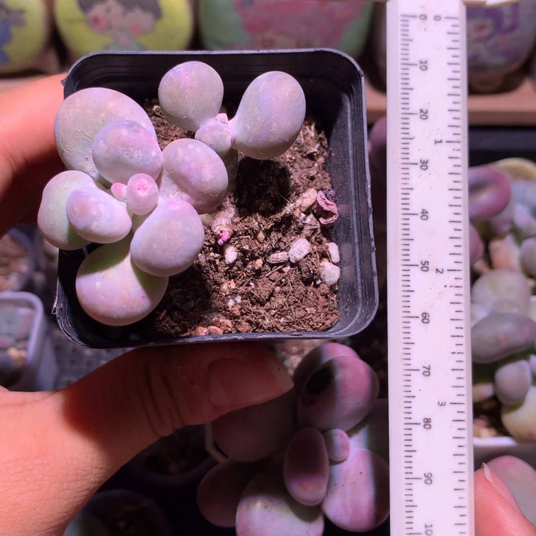 水光针哈哈哈哈哈哈