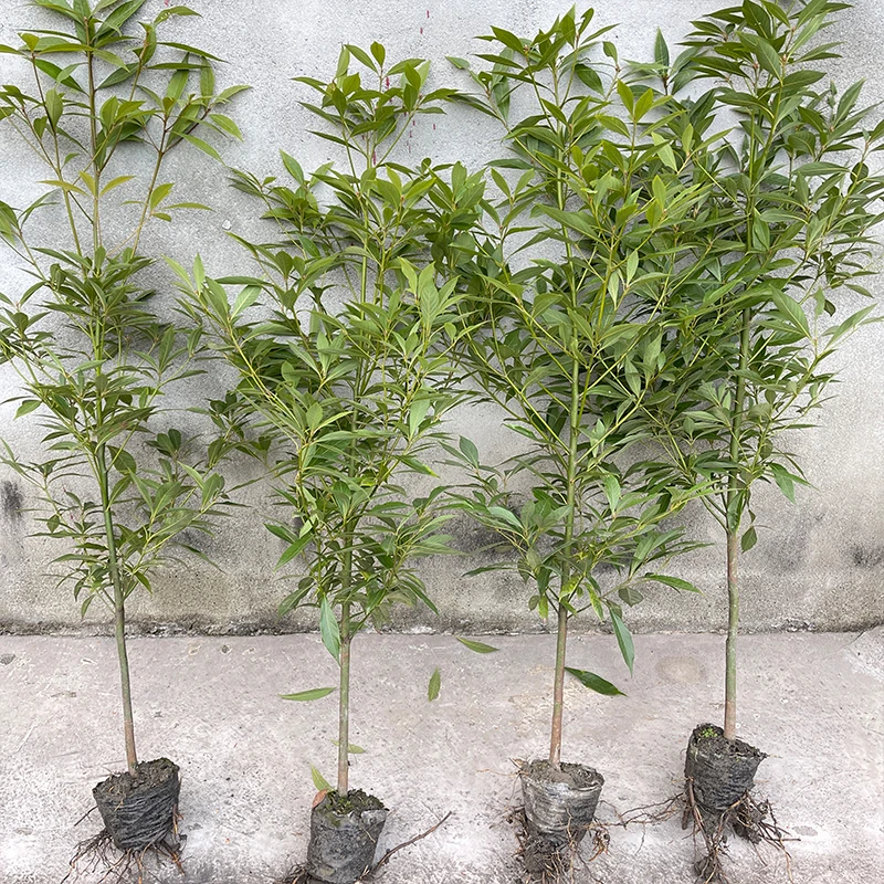 大苗金丝楠木四川小叶桢楠四川原产地四季常青绿化树园林树