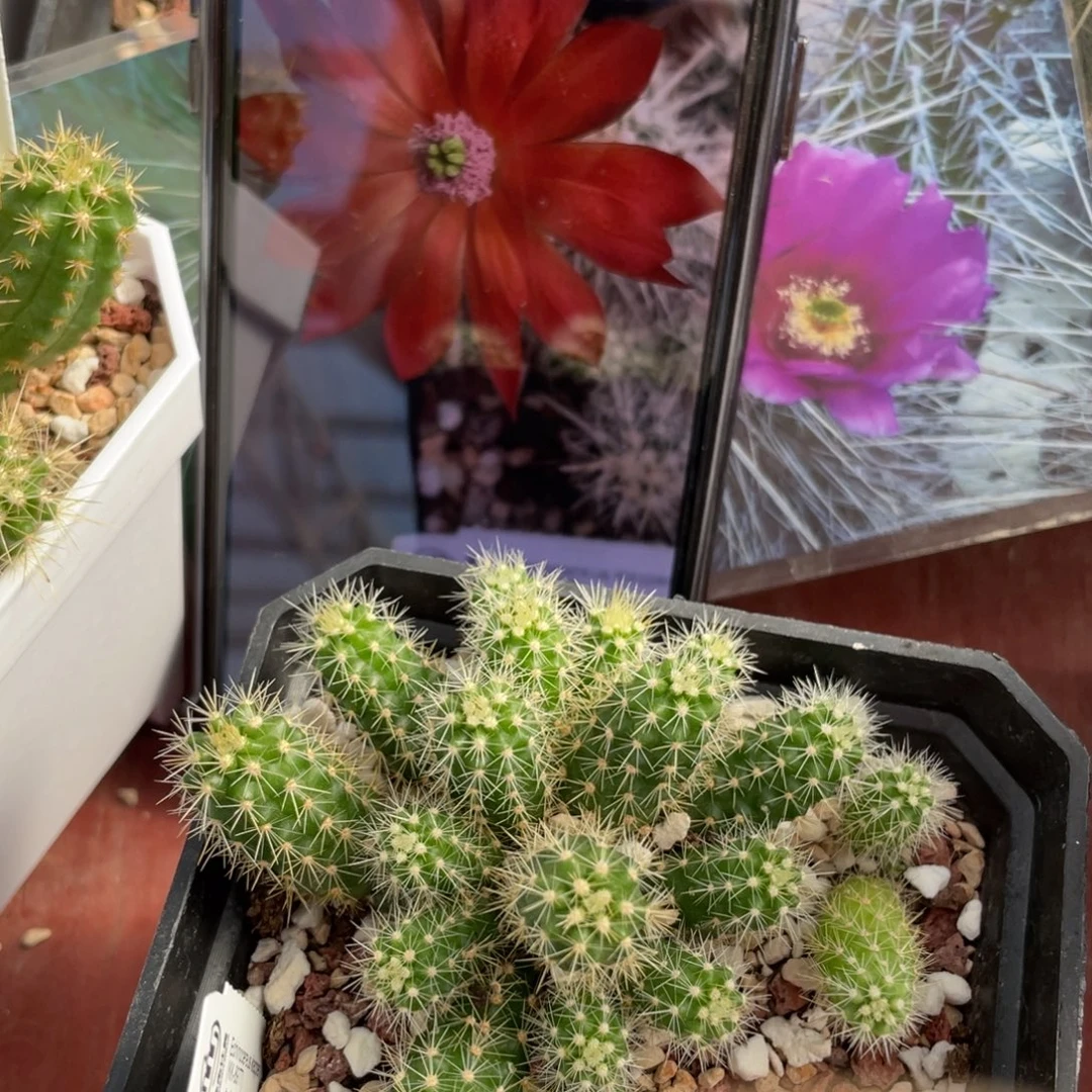 鹿角柱实生仙人球格桑鹿角