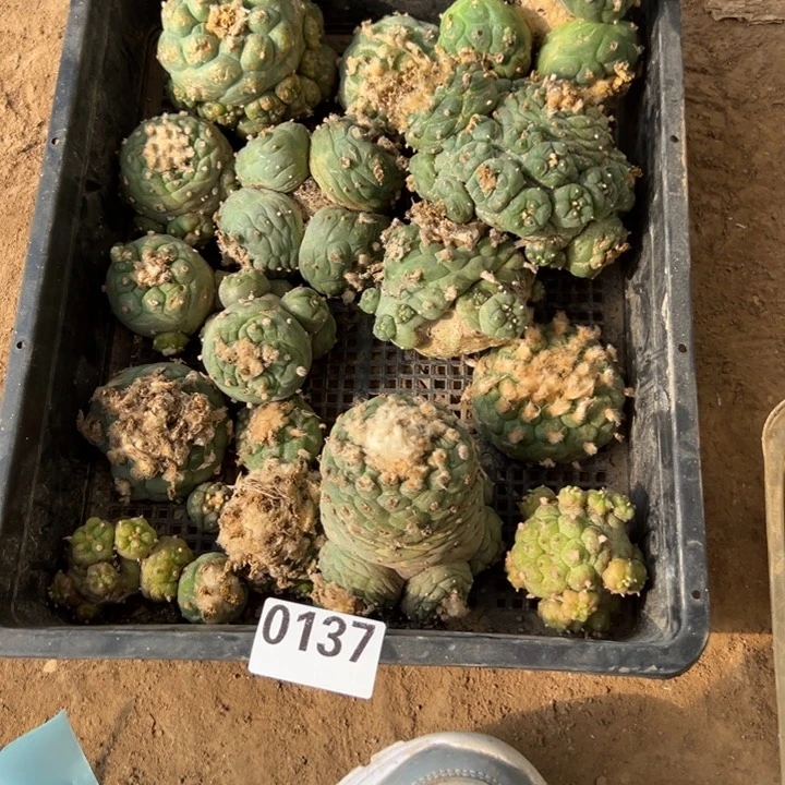 用****8海鲜仙人球137号