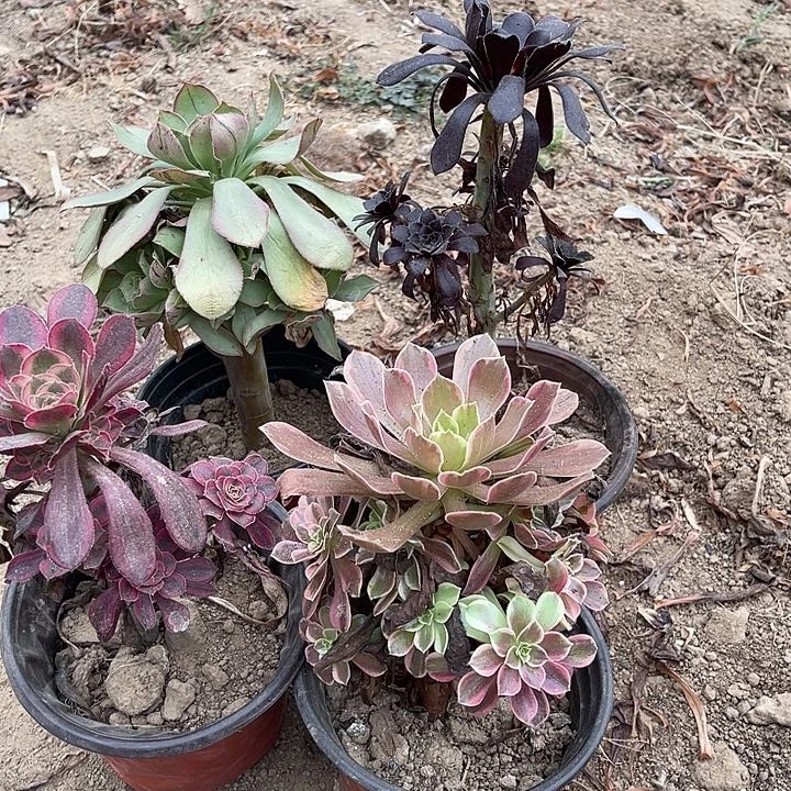 4棵玫瑰玫瑰玫瑰玫瑰