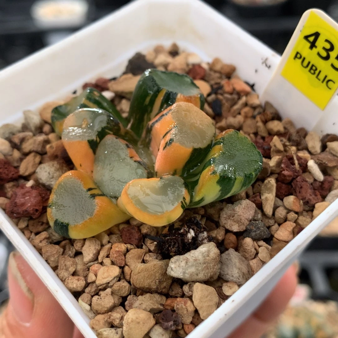 以实际为准435空门万象