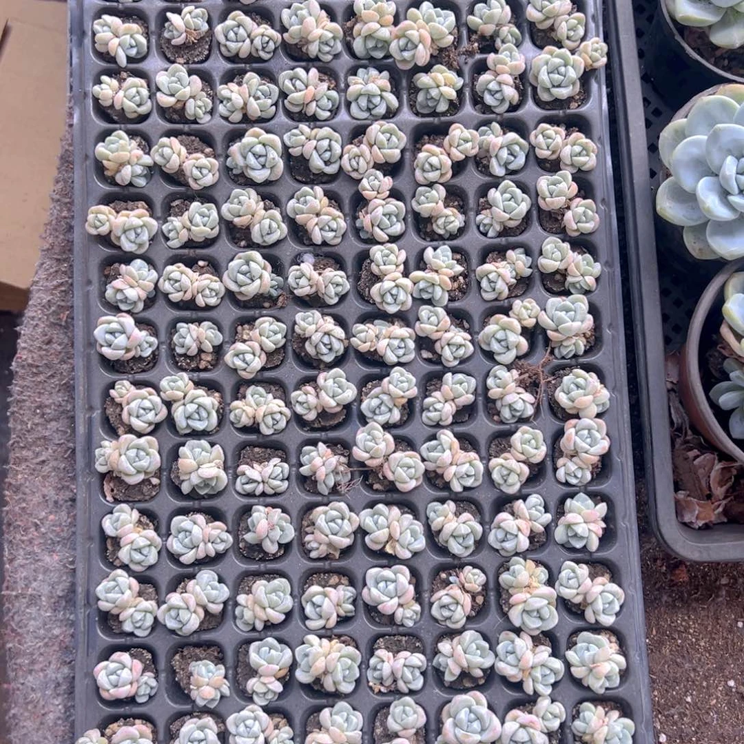 128颗双头带桩奶油冰玉！！