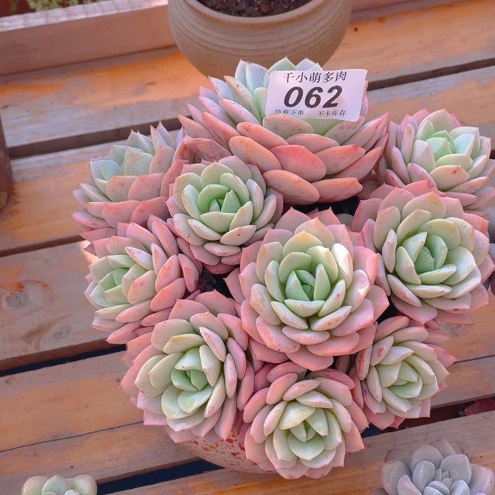 谢谢你的支持000000062