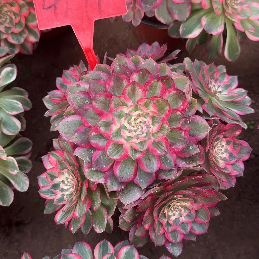 4171云荷多肉法师