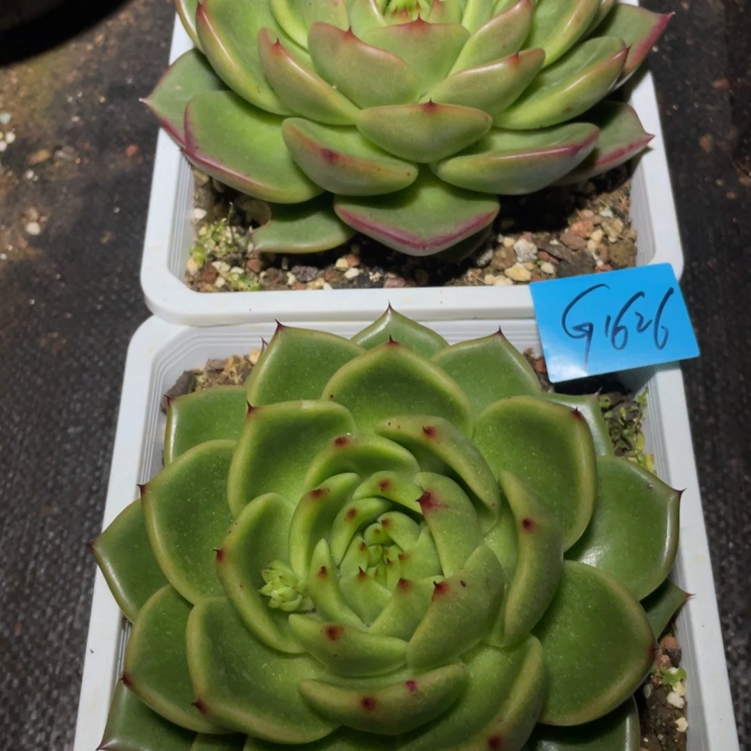 多肉植物多肉植物1626两颗