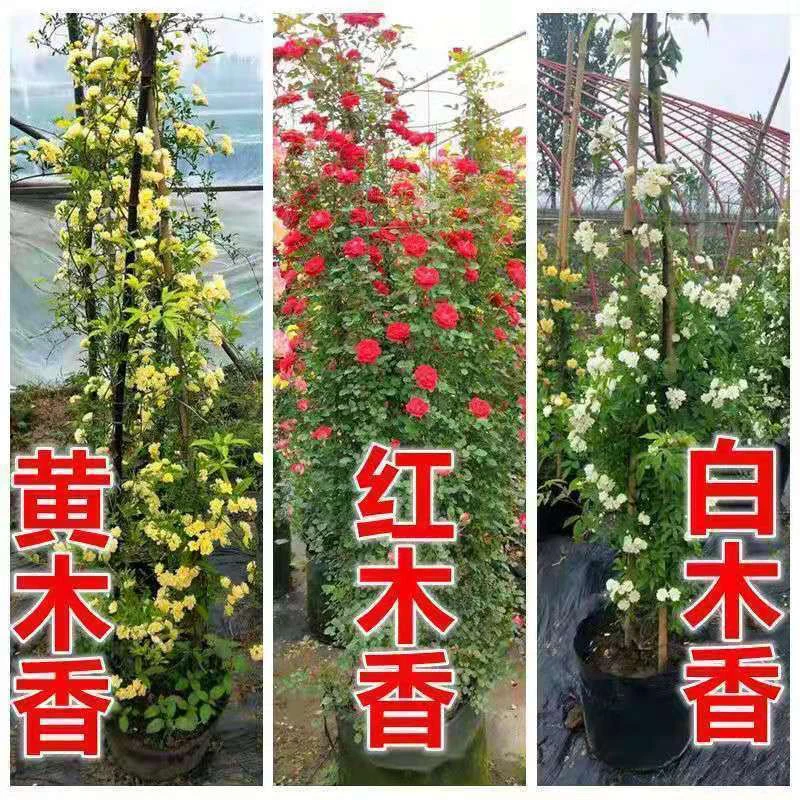 红木香花苗植物庭院黄木香四季开花爬藤月季发货耐寒无刺少刺月季